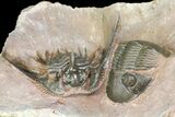 Kettneraspis Trilobite With Paralejurus - Lghaft, Morocco #165938-4